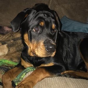 Meet your Posher, Brianne